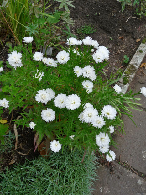  - 2017 - 03 - Toamna