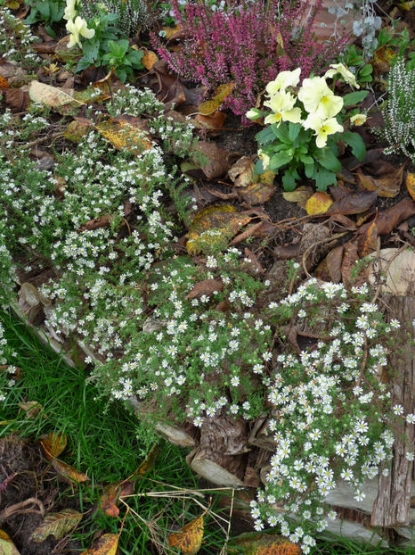  - 2017 - 03 - Toamna