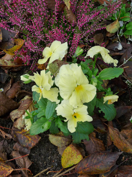  - 2017 - 03 - Toamna