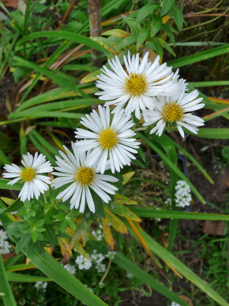  - 2017 - 03 - Toamna