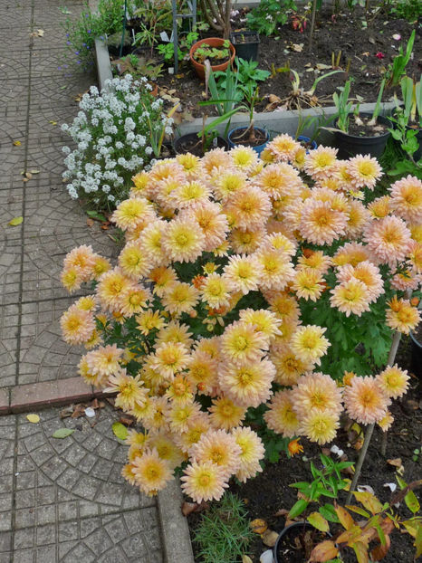  - 2017 - 03 - Toamna