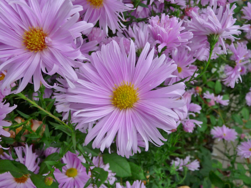  - 2017 - 03 - Toamna