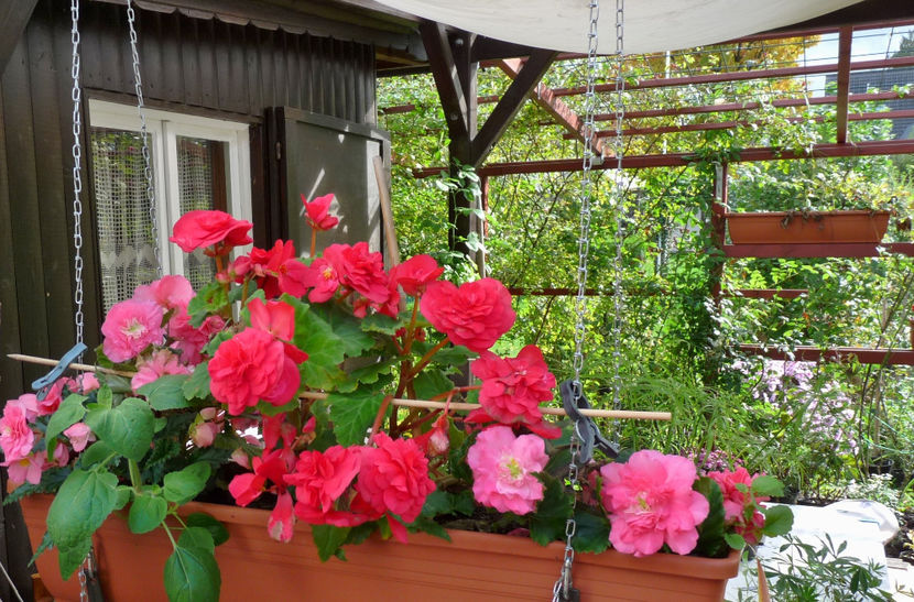  - 2017 - 03 - Toamna