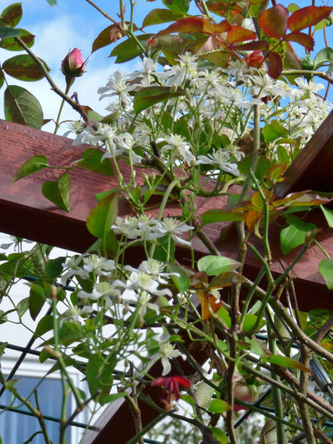  - 2017 - 03 - Toamna