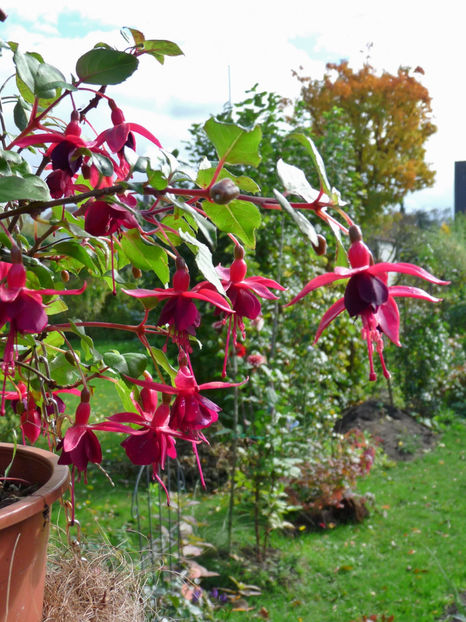  - 2017 - 03 - Toamna