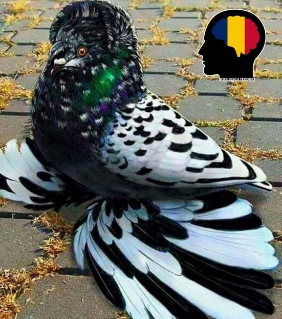 F4CC5267-C15A-4CD1-8FDB-2D4D8EE40FAF - Pasari deosebite