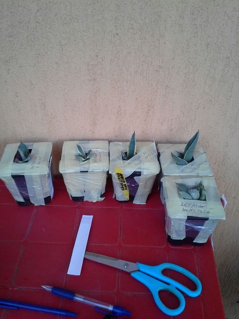 pregatite de livrare - agave de vanzare 2017