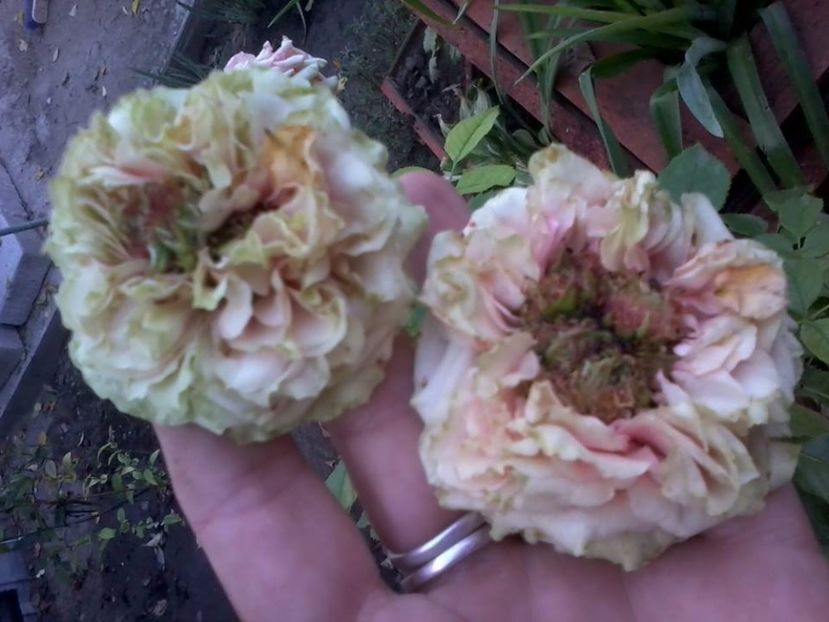  - Rose