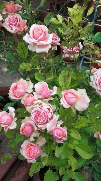  - Rose