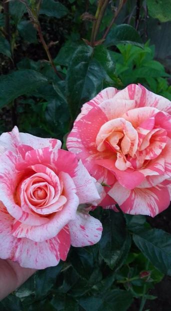  - Rose