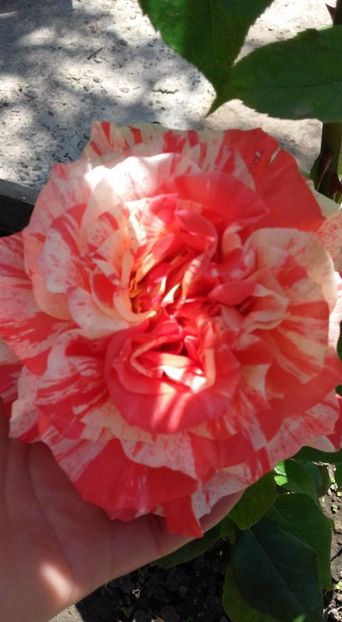  - Rose