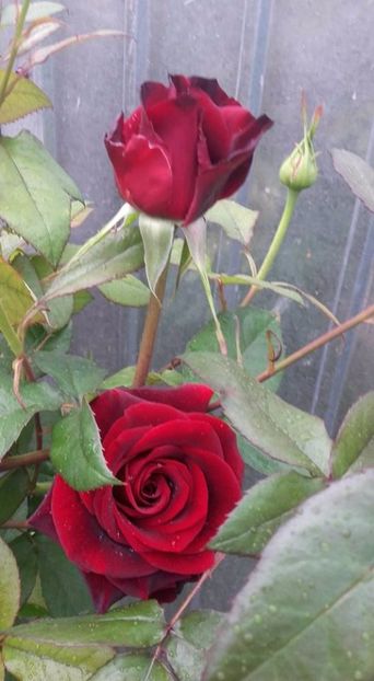  - Rose