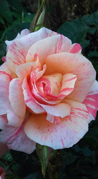  - Rose