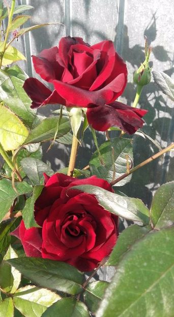  - Rose