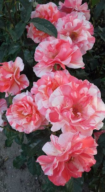  - Rose