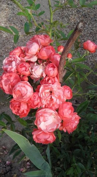  - Rose