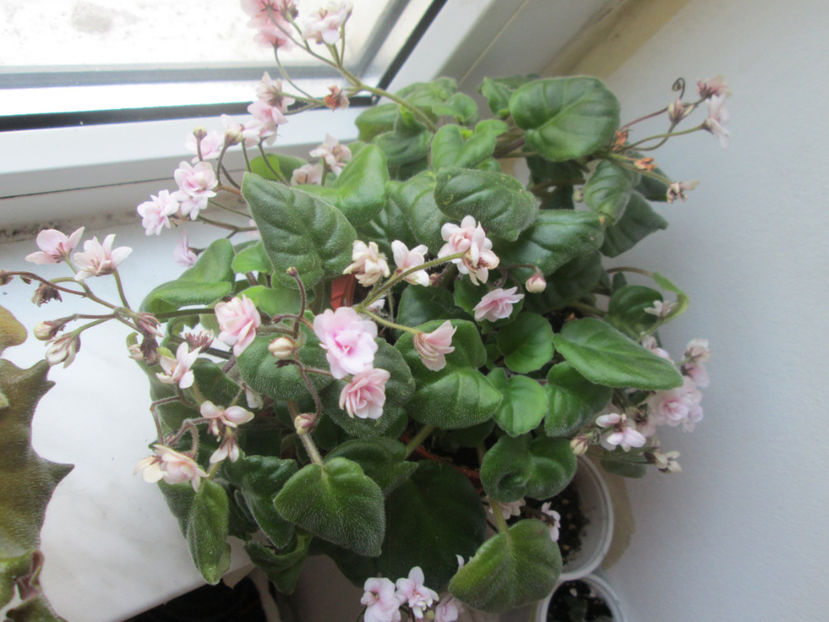  - Rob-s Vanilla Trail