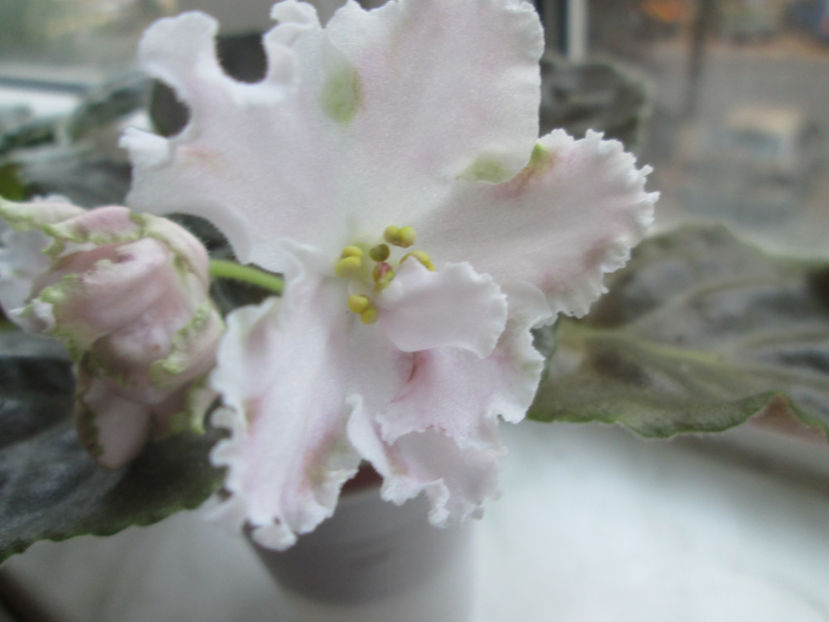  - zzz out of collection RS- Mavka