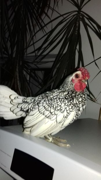  - SEBRIGHT ARGINTIU 2020