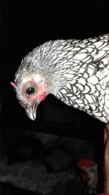  - SEBRIGHT ARGINTIU 2020