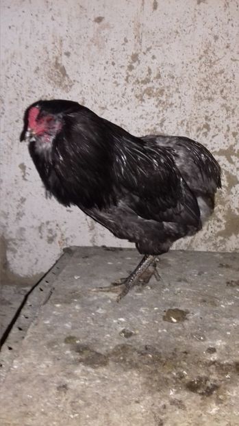  - ARAUCANA ALBASTRA 20 22