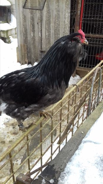  - ARAUCANA ALBASTRA 20 22