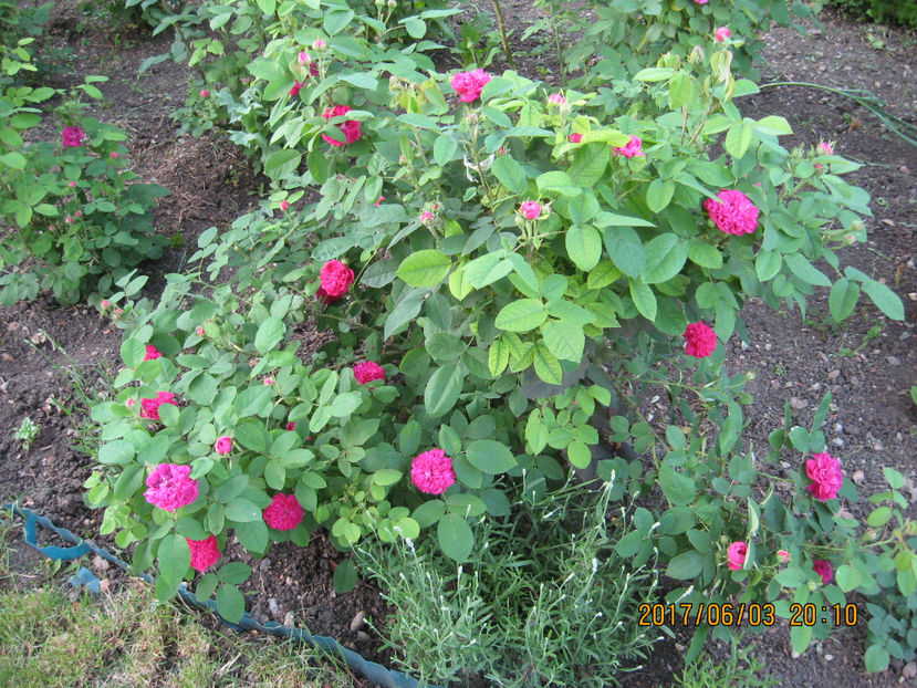 Rose de RESCH - Trandafiri de dulceata