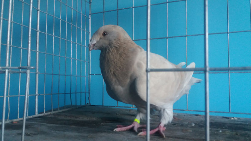 De vanzare - 5-AMERICANI PUI 2017