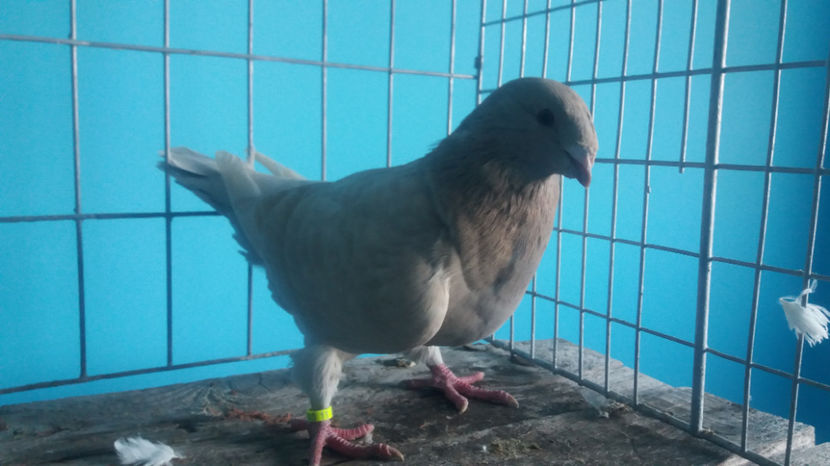 F-2017 - 5-AMERICANI PUI 2017