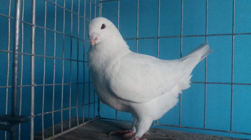 Vandut - 5-AMERICANI PUI 2017