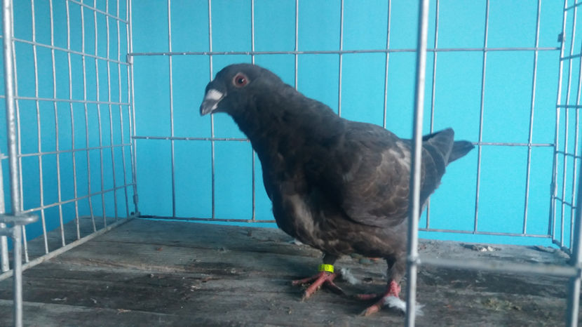 Vandut - 5-AMERICANI PUI 2017