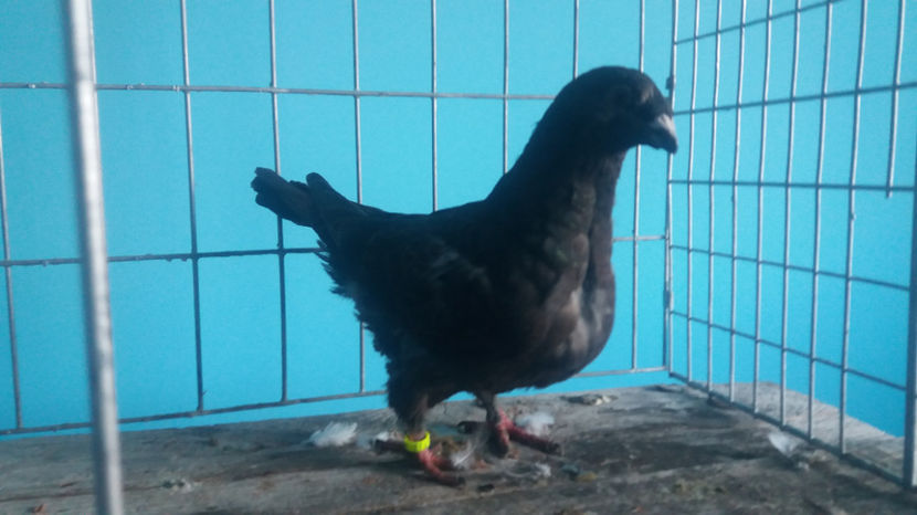 F-2017 - 5-AMERICANI PUI 2017