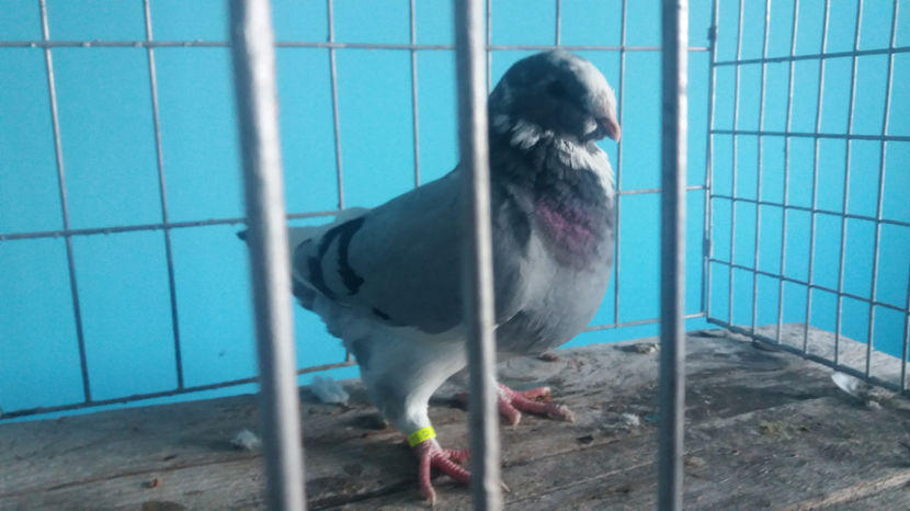 Vandut - 5-AMERICANI PUI 2017