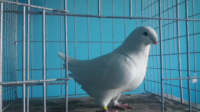 Vandut - 5-AMERICANI PUI 2017