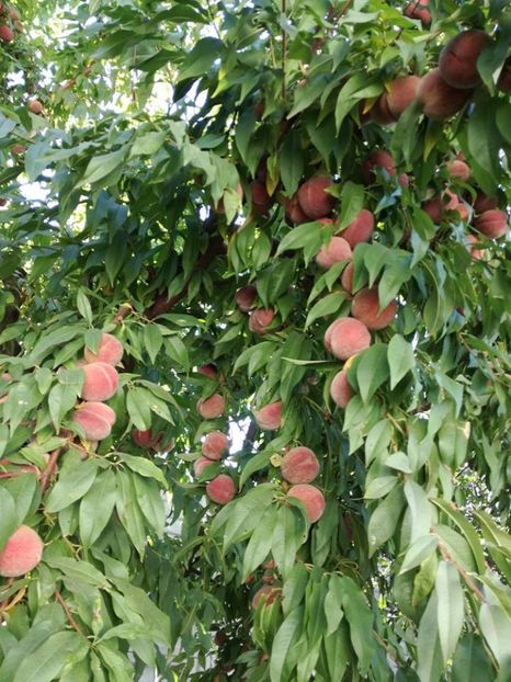 RUBINO Vasi - 11 oct ( poza D-nei ) - piersic RUBINO Vasi ----- rosu