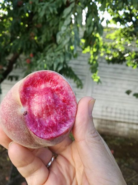 RUBINO Vasi - 11 oct ( poza D-nei ) - piersic RUBINO Vasi ----- rosu