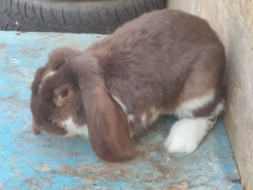  - f M2 Havana Mantulat