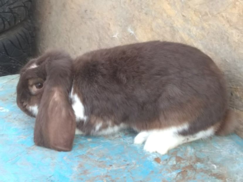  - f M2 Havana Mantulat