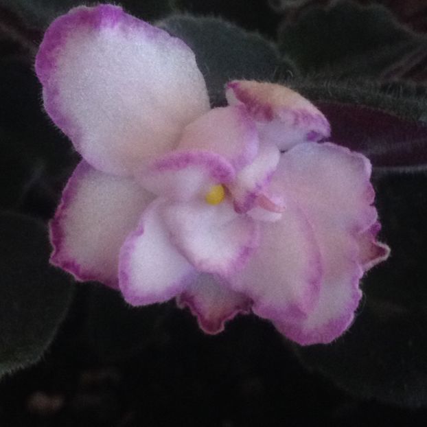 image - violete