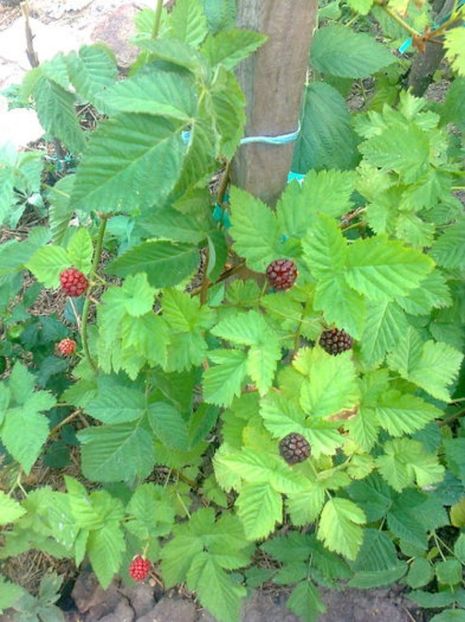 103335955_YKWBHGN - Boysenberry