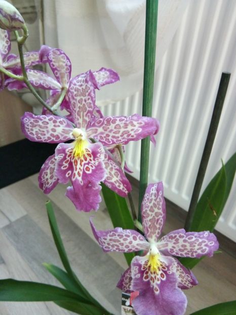  - florile mele dragi