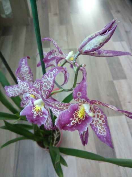  - florile mele dragi
