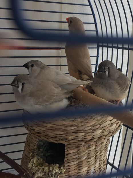 7C33CCC0-2047-42BA-ABBD-1946856DADA1 - Pui zebre Septembrie 2017