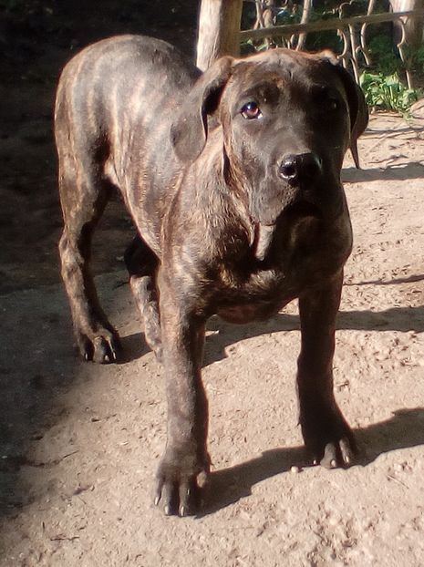  - VandutaDe vanzare Pui femela Presa Canario Dogo Canario cu pedigree