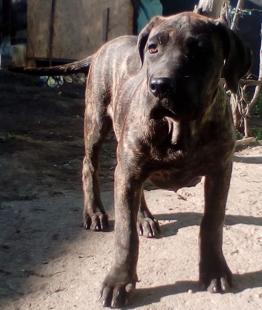  - VandutaDe vanzare Pui femela Presa Canario Dogo Canario cu pedigree