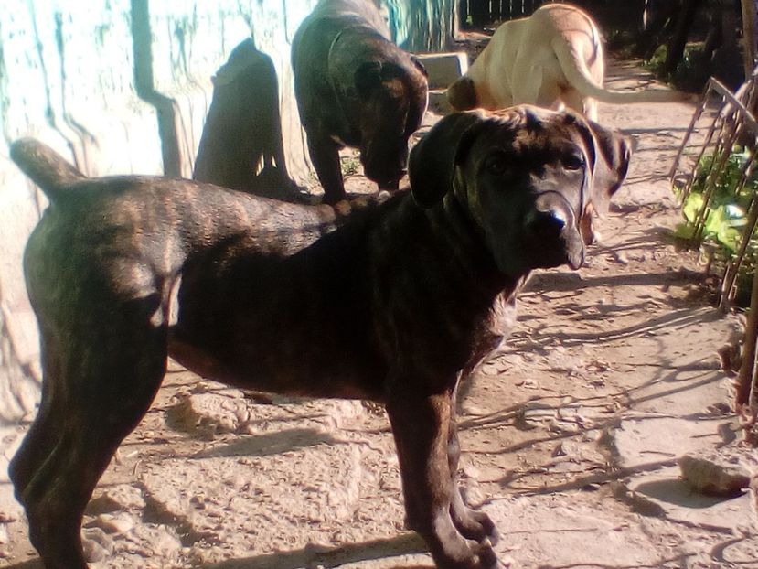  - VandutaDe vanzare Pui femela Presa Canario Dogo Canario cu pedigree