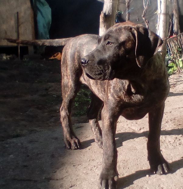  - VandutaDe vanzare Pui femela Presa Canario Dogo Canario cu pedigree