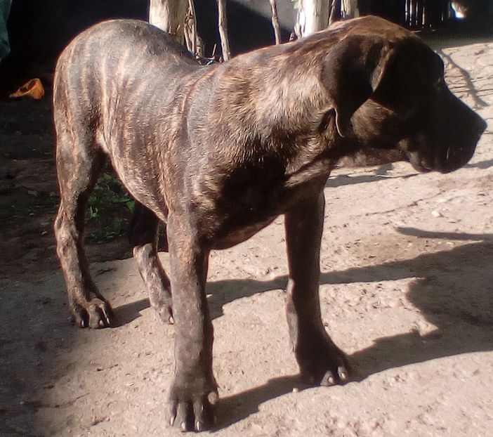  - VandutaDe vanzare Pui femela Presa Canario Dogo Canario cu pedigree