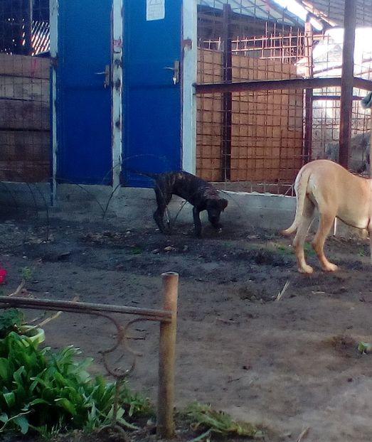  - VandutaDe vanzare Pui femela Presa Canario Dogo Canario cu pedigree