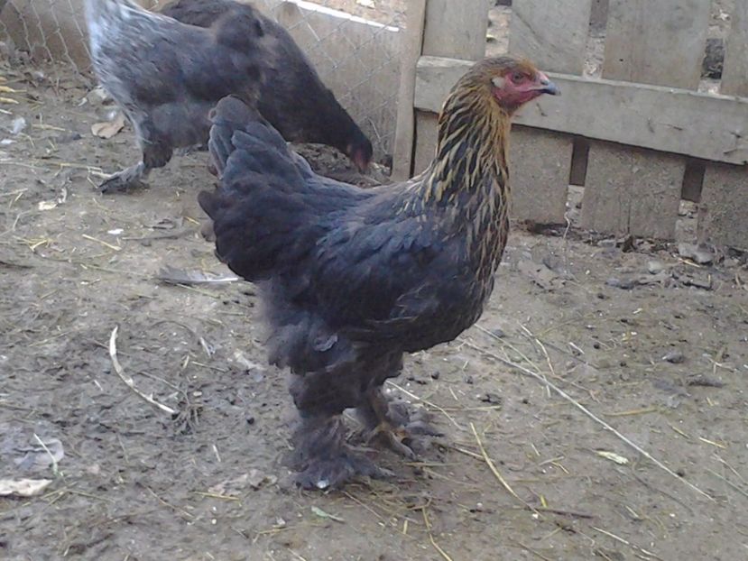 2011-03-12 09.03.23 - Pui 2017